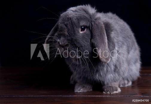 Picture of big gray rabbit on a dark wooden background